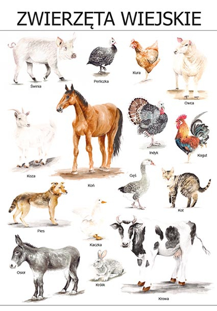 Plakat Zwierzęta wiejskie (1)