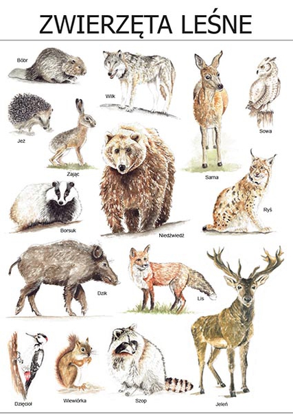 Plakat Zwierzęta leśne (1)
