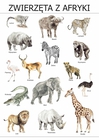 Plakat Zwierzęta z Afryki (1)