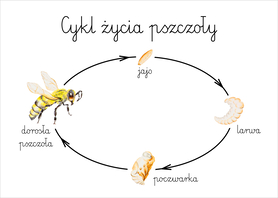 Plakat A3 Cykl życia pszczoły