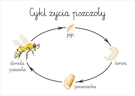 Plakat A3 Cykl życia pszczoły (1)