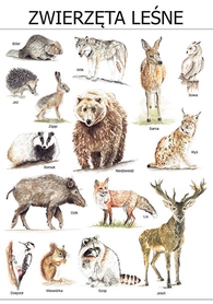 Plakat Zwierzęta leśne