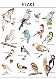 Plakat Ptaki