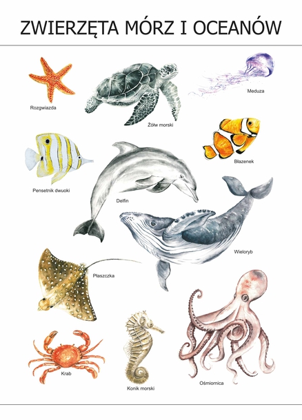 Plakat Zwierzęta mórz i oceanów (1)