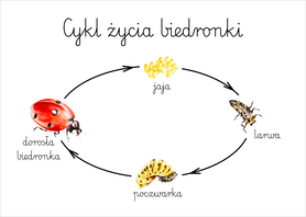 Plakat A3 Cykl życia biedronki