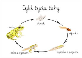 Plakat A3 Cykl życia żaby