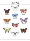 Plakat Motyle (1)